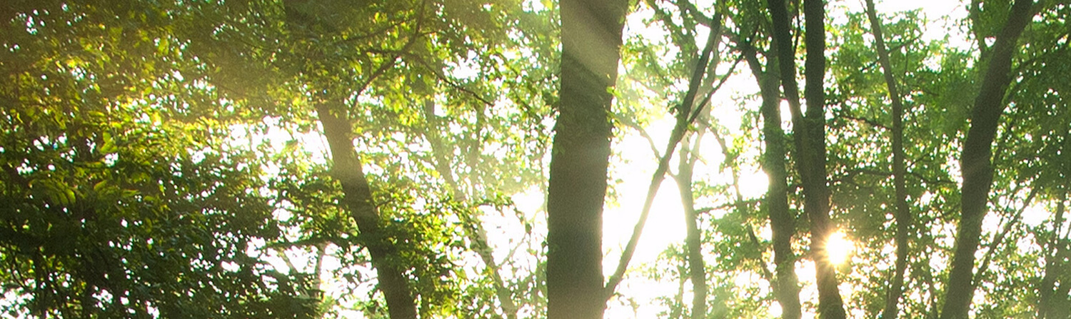 Close-up Shot of the Sun through the Trees