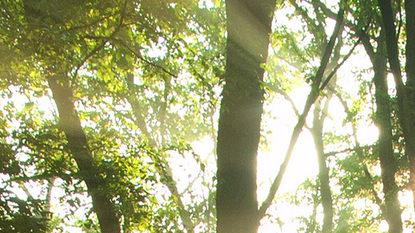 mcfa-commitment-environment-iso12001